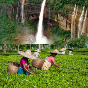 Assam & Meghalya Package 8 Nights 9 Days